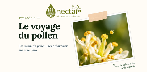 Close-up of yellow pollen reaching the stigma of an olive flower.