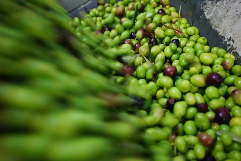 Fresh olives in various shades of green and purple, gathered in a container, ready for the production process.