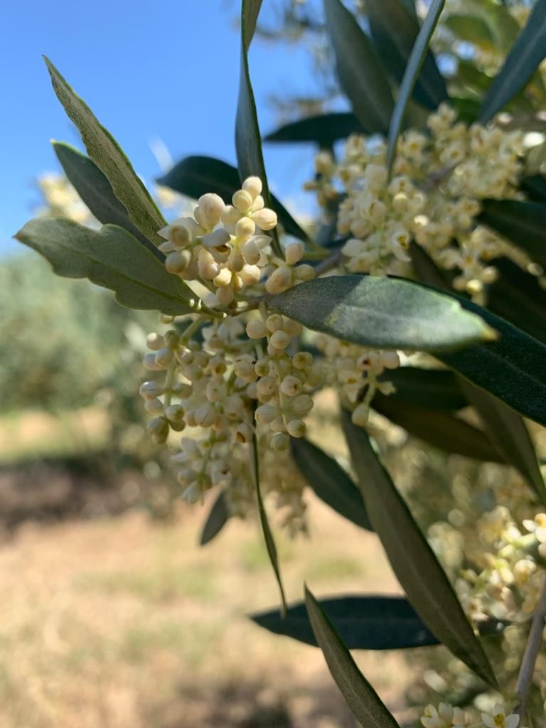 Fleurs blanches d'oliviers
