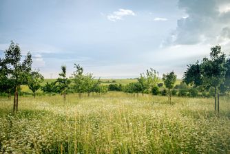 Field of young olive trees with cover crops growing on the ground.
