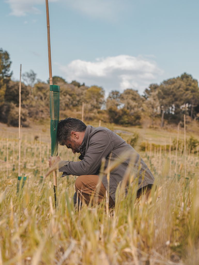Alexis Muñoz accroupi dans un champ de jeunes oliviers, avec des tuteurs et des couverts végétaux, dans le cadre du programme NECTAR, à Roullens, en France.