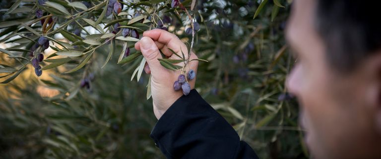 Olives noires