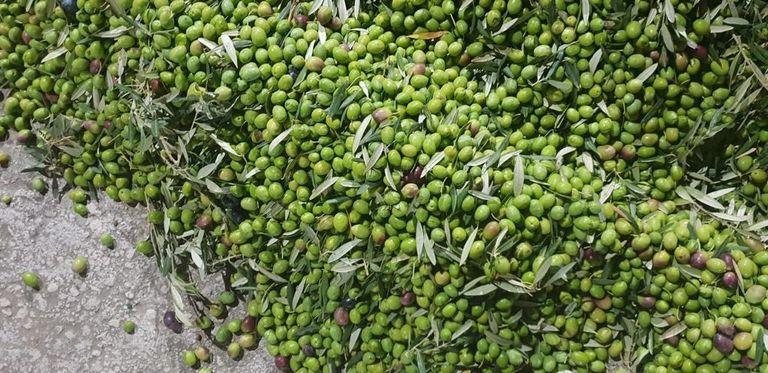 Olives vertes variété Picual, Andalousie, Espagne