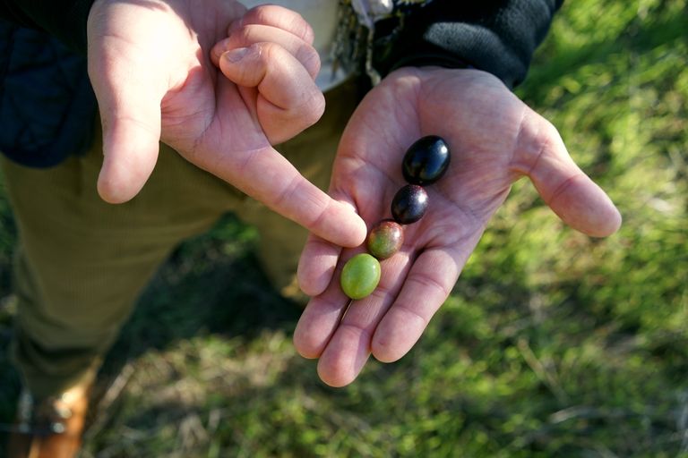 The hand of Alexis Munoñoz holding four olives at different stages of ripeness, from green to black, with an outdoor background.