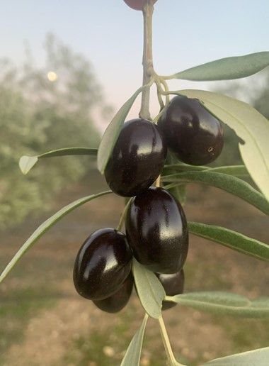 Cornicabra variety black olives