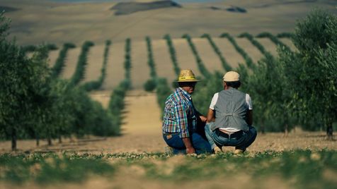 2 hommes sont accroupis dans un champs d'olivier. Ils discutent. L'un porte un chapeau, l'autre un béret