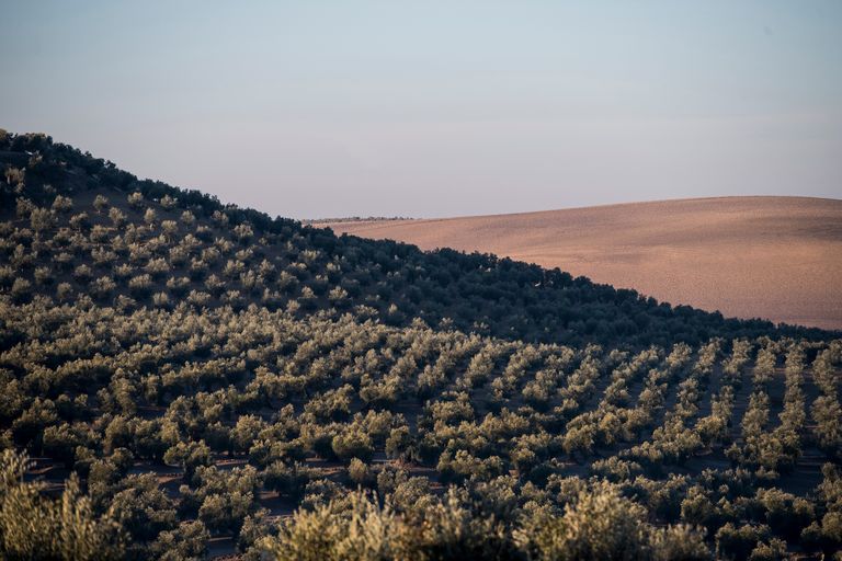 Oliveraie vue du ciel en Espagne.