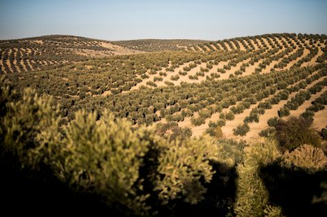 Oliveraie Andalousie, Espagne.