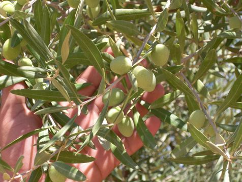 Olives vertes