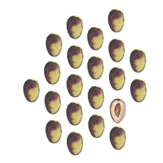 Aquarelle olives mûres