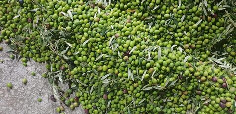 Green olives, Picual variety, Andalusia, Spain