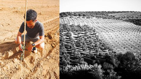 Photo coupée en 2. A gauche, Alexis Muñoz accroupi en tenant un très jeune olivier, guidé par un tuteur sur une terre ocre. A droite, photo en noir et blanc vue du ciel d'une oliveraie composée de vieux et jeunes oliviers.