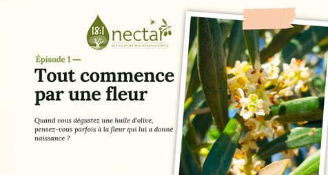Fleur d'olivier au printemps